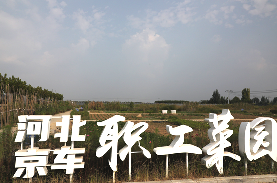 黃土變綠園 耕耘有收獲——河北京車職工菜園展新顏